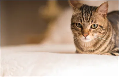 Oh ! Trop mignon ! Mais, sa race est :