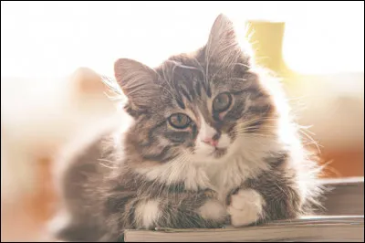 Oh ! Petite boule de poils ! C'est un...