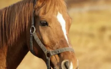 Quiz Galop 3