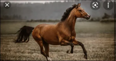 Quel est le bon pied à choisir au galop et comment faut-il faire ?