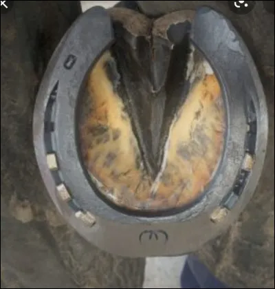 Parmi ces noms, lesquels font partie des parties du sabot ?