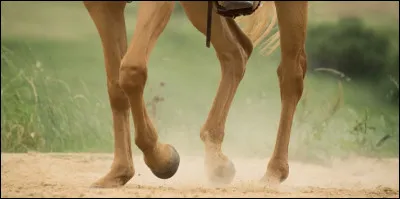 Parmi ces noms, lesquels se situent sur les membres du cheval ?