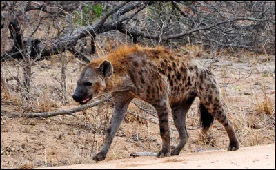 Quand la hyène pousse son cri, on dit qu'elle ricane. Quand elle le fait c'est en principe pour prévenir...
