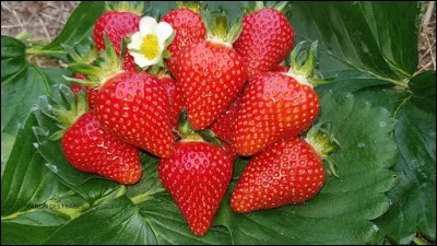 Quelle presqu'île du Finistère est renommée pour ses fraises ?