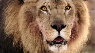 Quand la nature reprend ses droits et que les animaux deviennent agressifs, je pense qu'il ne reste qu'une chose à faire, courir !