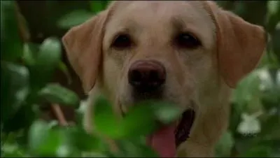 A qui Walt confie t-il Vince avant de partir sur le radeau ?