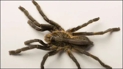 Combien une araignée a-t-elle de pattes ?