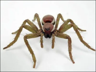 Comment les araignées donnent-elles naissance ?