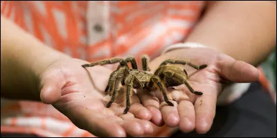 Quelle est l'araignée la plus grande du monde ?