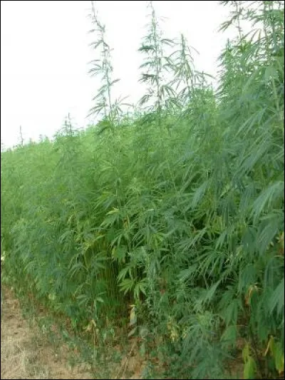 Sous quelle forme peut-on le trouver ?