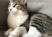 Quiz Les chats se rajoutent dans lart