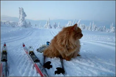 Ce chat amical s'est illustré sur les tremplins de saut à ski et les pistes de ski de fond en portant haut les couleurs de l'équipe de France.