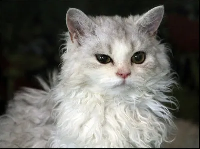 Ce chat au pelage long et bouclé est un grand collectionneur d'art ainsi qu'un admirateur incomparable de Napoléon Ier.