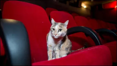 Ce chat a réalisé de nombreux films critiquant, parfois avec un humour grinçant, les turpitudes de la bourgeoisie contemporaine.