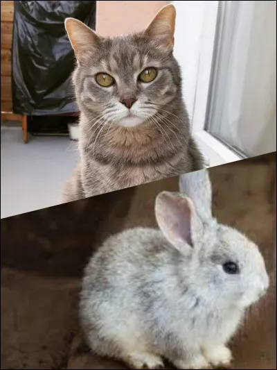 Préfères-tu les lapins ou les chats ?