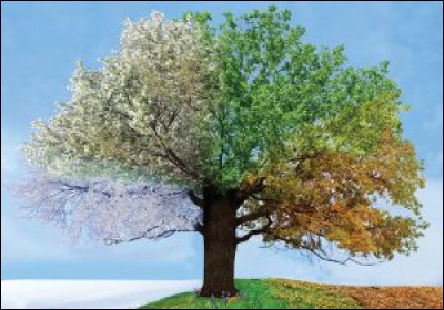 Ta saison préférée est :