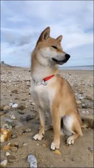 Comment s'appelle son shiba ?