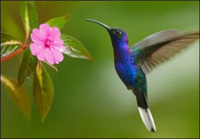 Que préfères-tu sur cette image ?