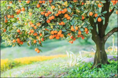 Qui chante "Un oranger sur le sol irlandais / On ne le verra jamais / Un jour de neige embaumé de lilas / Jamais on ne le verra..." ?