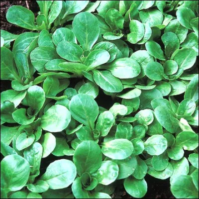 Quelle salade au go&ucirc;t aromatique et sucr&eacute; est appel&eacute;e rampon en Suisse et en Savoie ?