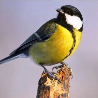 Quel oiseau actuel poss&egrave;de la plus grande envergure ?