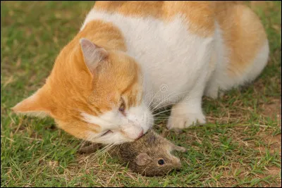 Dans la phrase : « nezumi wa neko ni taberaremashita », à quelle forme le verbe taberu est-il décliné ?