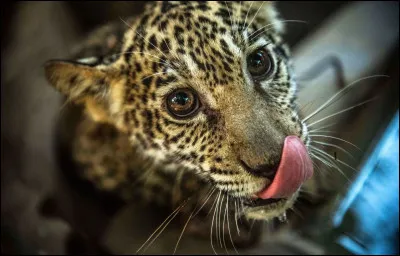 Quel est ton animal totem ?