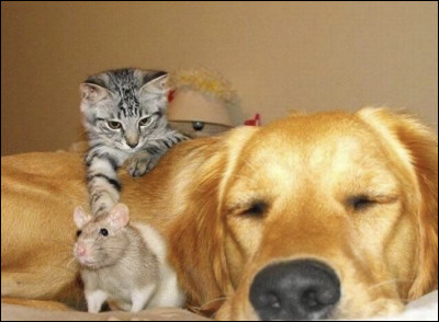 Vous marchez dans la rue et entendez des cris de rage. Étonné, vous vous en approchez et voyez deux hommes en train de rouler dans la poussière et se battre furieusement. Vous vous dites tout de suite : 
Ils sentendent comme ..... et chat.