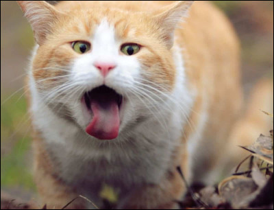 Vous partagez un repas de famille puis soudain, vous vous mettez à tousser comme un fou. Un invité dit alors : 
Il a un chat dans ..... .