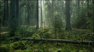 Dans quelle forêt peut-on admirer la passerelle de verre la plus haute et la plus longue jamais réalisée ?