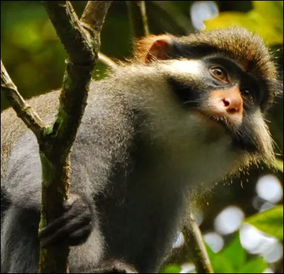 Dans les forêts de quel pays peut-on trouver des okapis ?