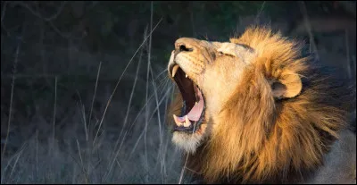 D'ailleurs, qui est le chef du Clan du Lion ?