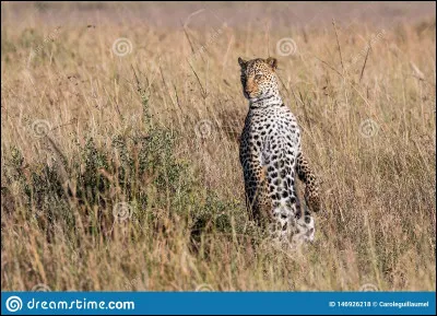 De quels animaux est composé l'ancien Clan du Léopard ?