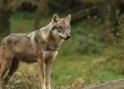 Quiz Des loups et des expressions