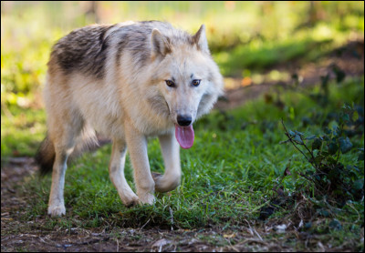 Se dit lorsquon a très faim comme un loup le ventre vide.