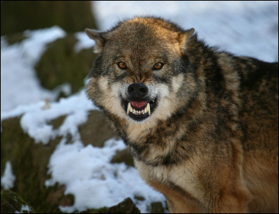 Expression qui signifie quon tombe en plein dans un piège, quon fuit mais que lon se retrouve chez la personne quon fuyait.
