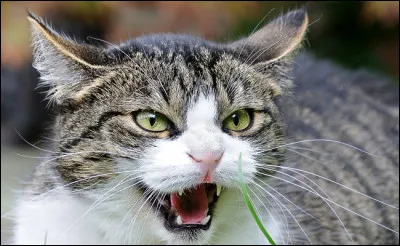 On dit de toi que tu es plutôt...