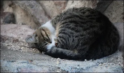 Tu préfères dormir...