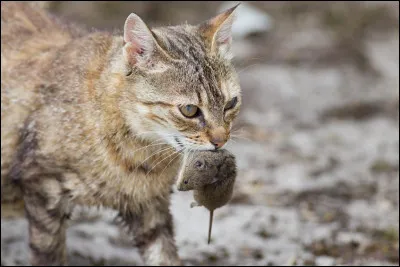 Si tu devais choisir, que mangerais-tu ?