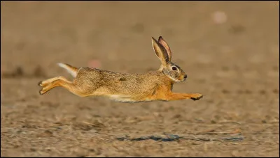 Quel animal te correspond le plus ?