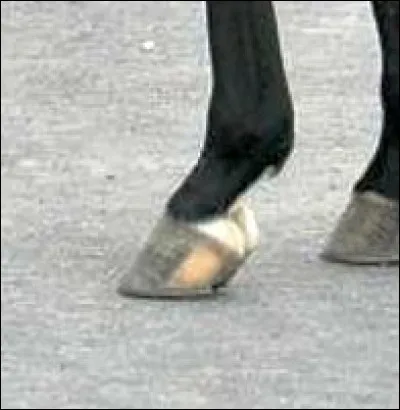 Sur cette photo quel signe sp&eacute;cial ce cheval a-t-il ?