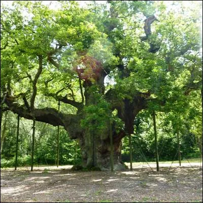 Quelle célèbre forêt du Nottinghamshire est devenue une réserve naturelle en 2002 ?