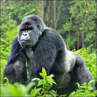 Comment appelle-t-on l'abri où le gorille élève sa famille ?