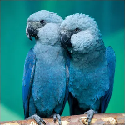 Comment s'appelle cette race de perroquet ?