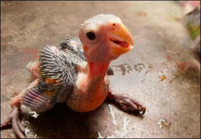 Comment nomme-t-on un bébé perroquet ?