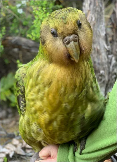 Combien de kilos pèse le plus gros perroquet du monde ?