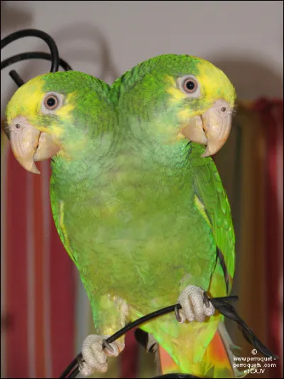 On a longtemps cru que ce perroquet nommé Amazone à double tête jaune nexistait pas :