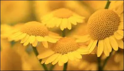 Comment dit-on le jaune ?