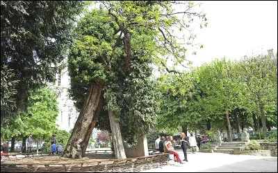 Quand a été planté le plus vieil arbre de Paris ?
