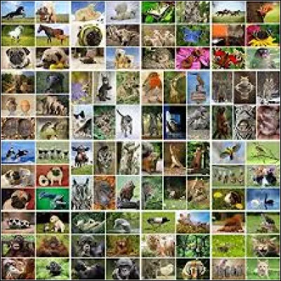 Quels sont tes animaux préférés ?